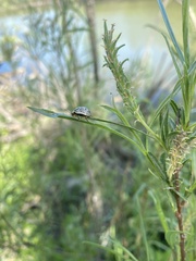 Calligrapha multipunctata