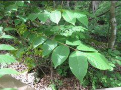 Toxicodendron trichocarpum