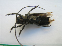 Niphona appendiculata