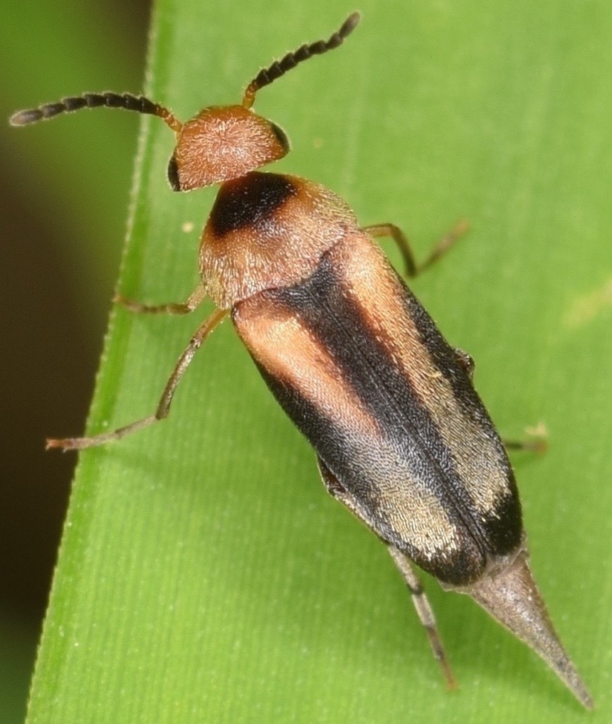 Mordellistena attenuata