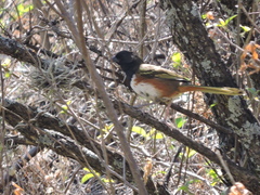 Pipilo maculatus macronyx