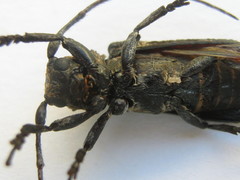 Niphona appendiculata