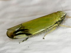 Deltanus bicolor