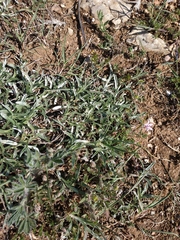 Convolvulus holosericeus