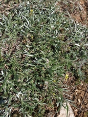 Convolvulus holosericeus