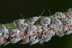 Aphis cephalanthi