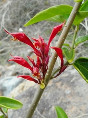 Cyclacanthus poilanei