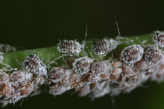 Aphis cephalanthi