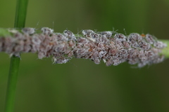 Aphis cephalanthi