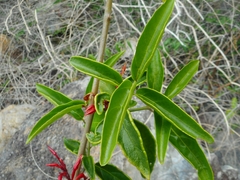 Cyclacanthus poilanei