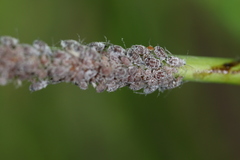 Aphis cephalanthi