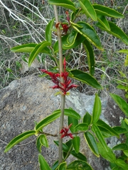 Cyclacanthus poilanei