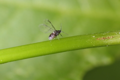 Aphis cephalanthi