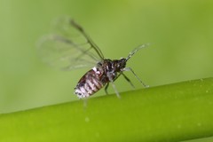 Aphis cephalanthi