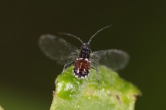 Aphis cephalanthi