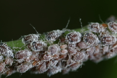 Aphis cephalanthi