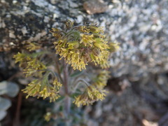 Draba corrugata