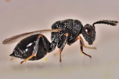 Eurytoma obtusiventris