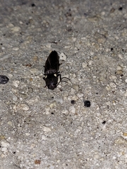 Ignelater havaniensis