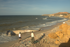 Balaenoptera acutorostrata