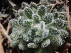 Draba corrugata