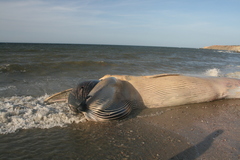 Balaenoptera acutorostrata