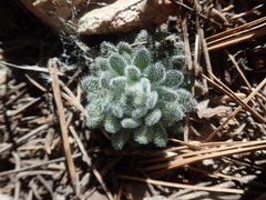 Draba corrugata