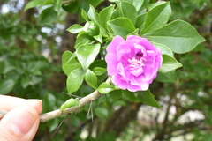 Pereskia
