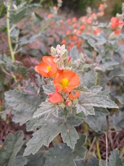 Sphaeralcea munroana