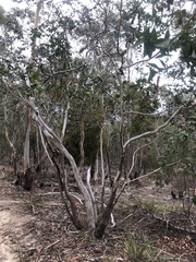 Eucalyptus tenuiramis