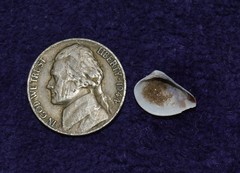 Anomalocardia cuneimeris