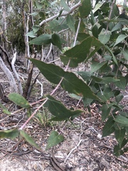 Eucalyptus tenuiramis