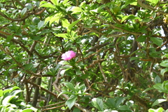 Pereskia