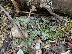 Cladonia subcariosa