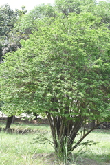 Pereskia