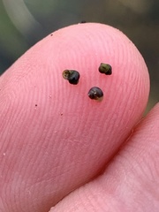 Pyrgulopsis lockensis
