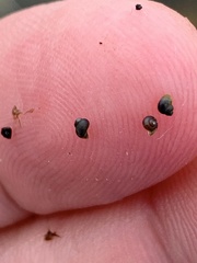 Pyrgulopsis lockensis