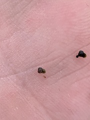Pyrgulopsis lockensis