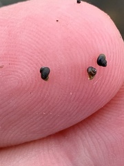 Pyrgulopsis lockensis