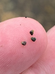 Pyrgulopsis lockensis