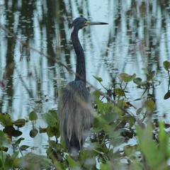 Egretta tricolor image