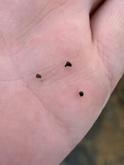 Pyrgulopsis lockensis