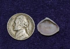 Polymesoda floridana