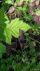 Nerophilus californicus