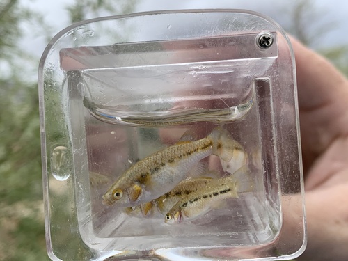 Railroad Valley springfish (Crenichthys nevadae) — Goodeidae — 4