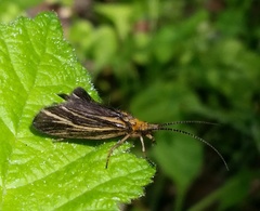 Nerophilus californicus