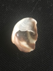 Crepidula excavata