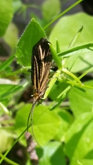 Nerophilus californicus