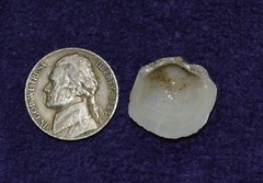 Phacoides pectinatus