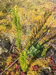 Polypodium pellucidum vulcanicum